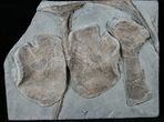 Ichthyosaur Bones - Posidonia Shale, Germany #13540-1